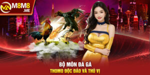 Bộ môn đá gà Thomo độc đáo và thú vị