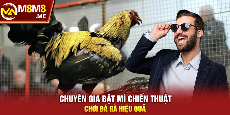 Chuyên gia bật mí chiến thuật chơi đá gà hiệu quả