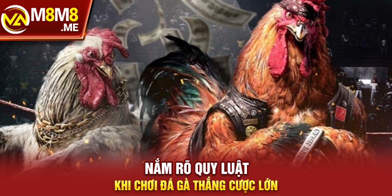 Nắm rõ quy luật khi chơi đá gà thắng cược lớn