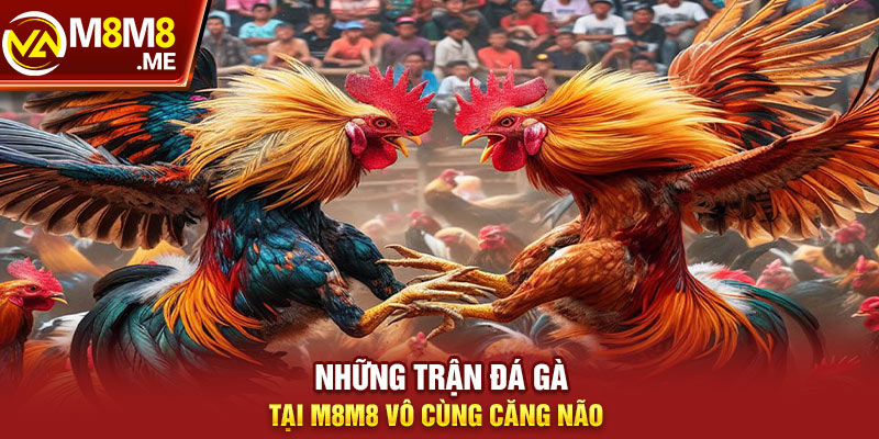 Sân chơi thỏa mãn nhu cầu giải trí của các sư kê